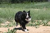 BORDER COLLIE 212
